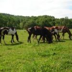 Housing for Horse Ranch