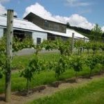 Vineyard image